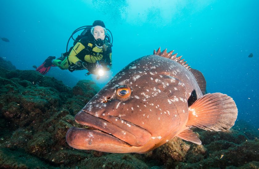 Manta Diving